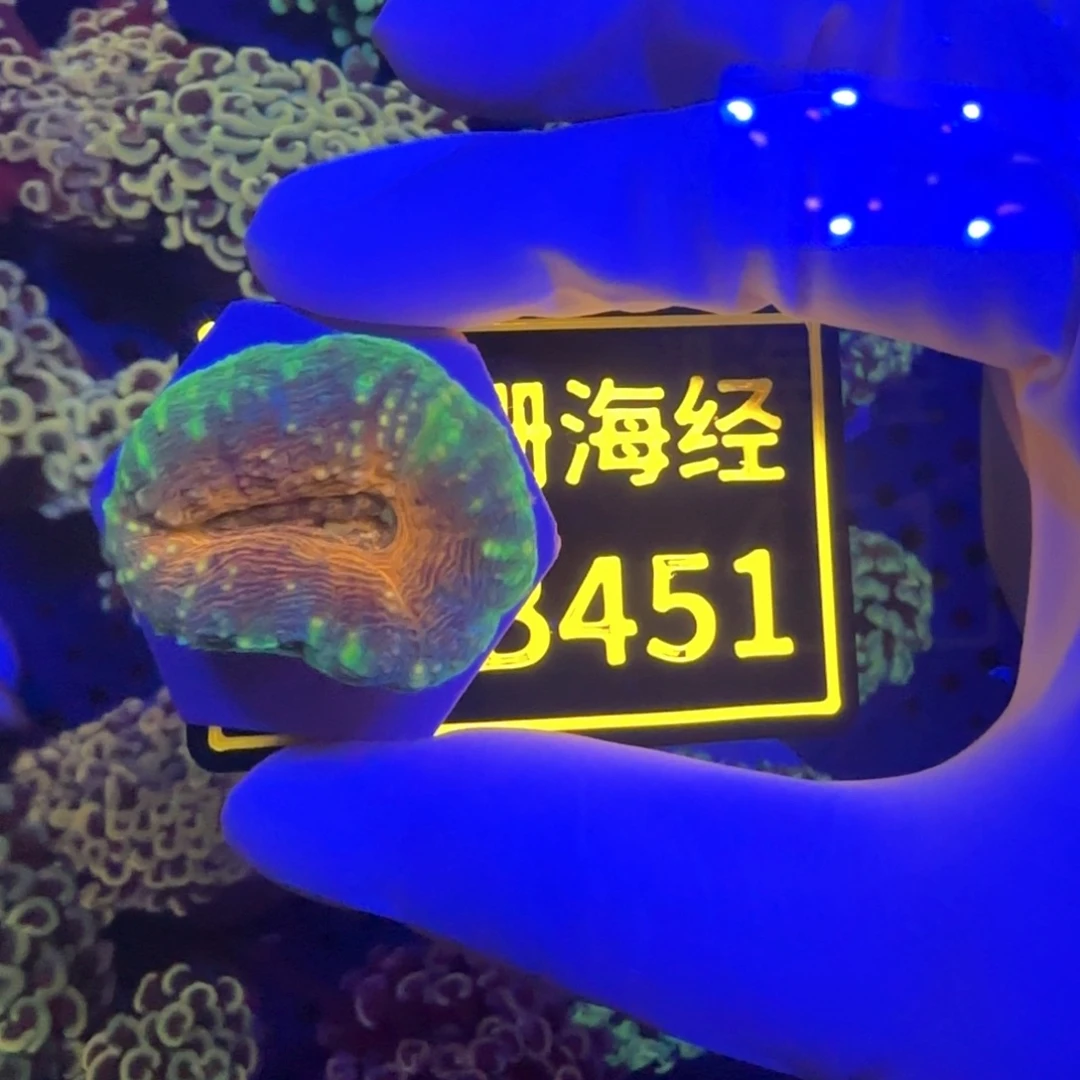 纽扣珊瑚L****6又又不包邮甜筒脑B451