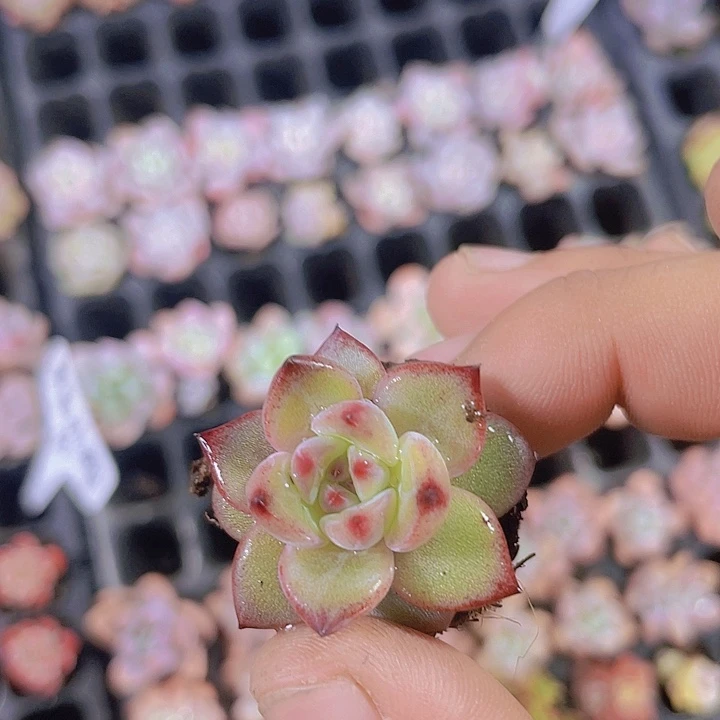 夜魔侠【满10颗包邮】