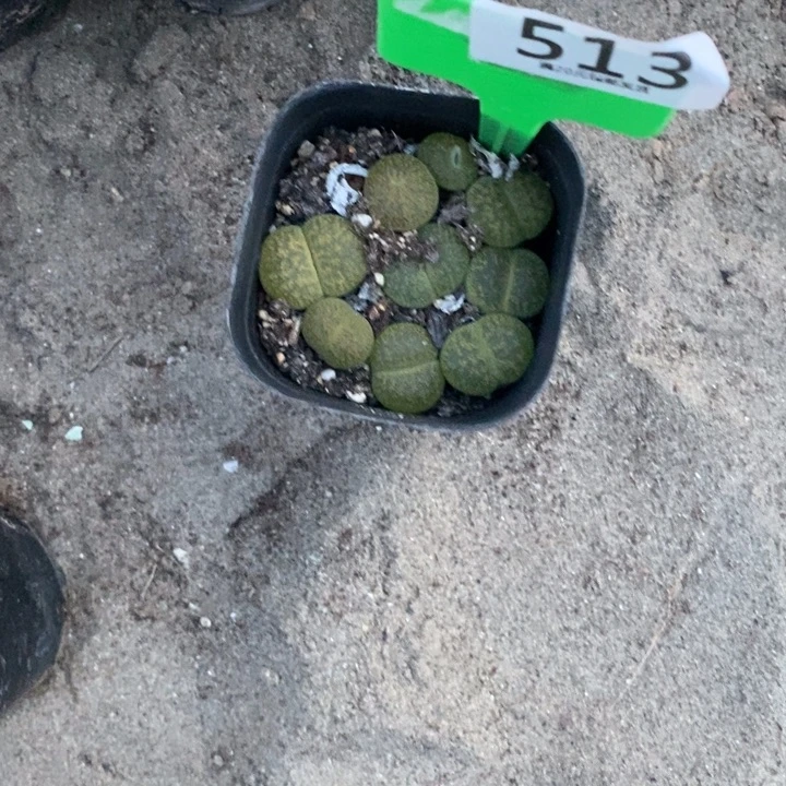 蕊***宝生石花等植物的生长513