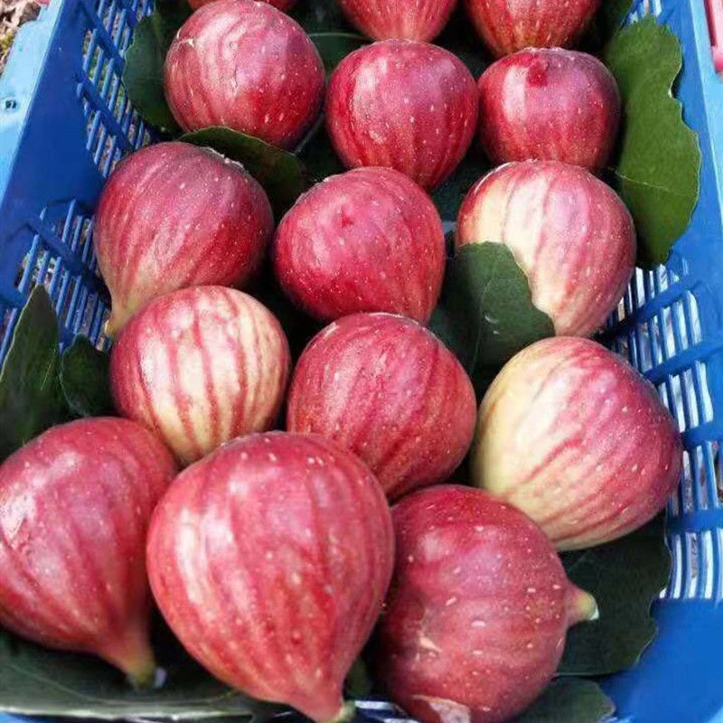 无花果新鲜当季红皮大果时令孕妇水果包邮批发整箱非青皮无花果干