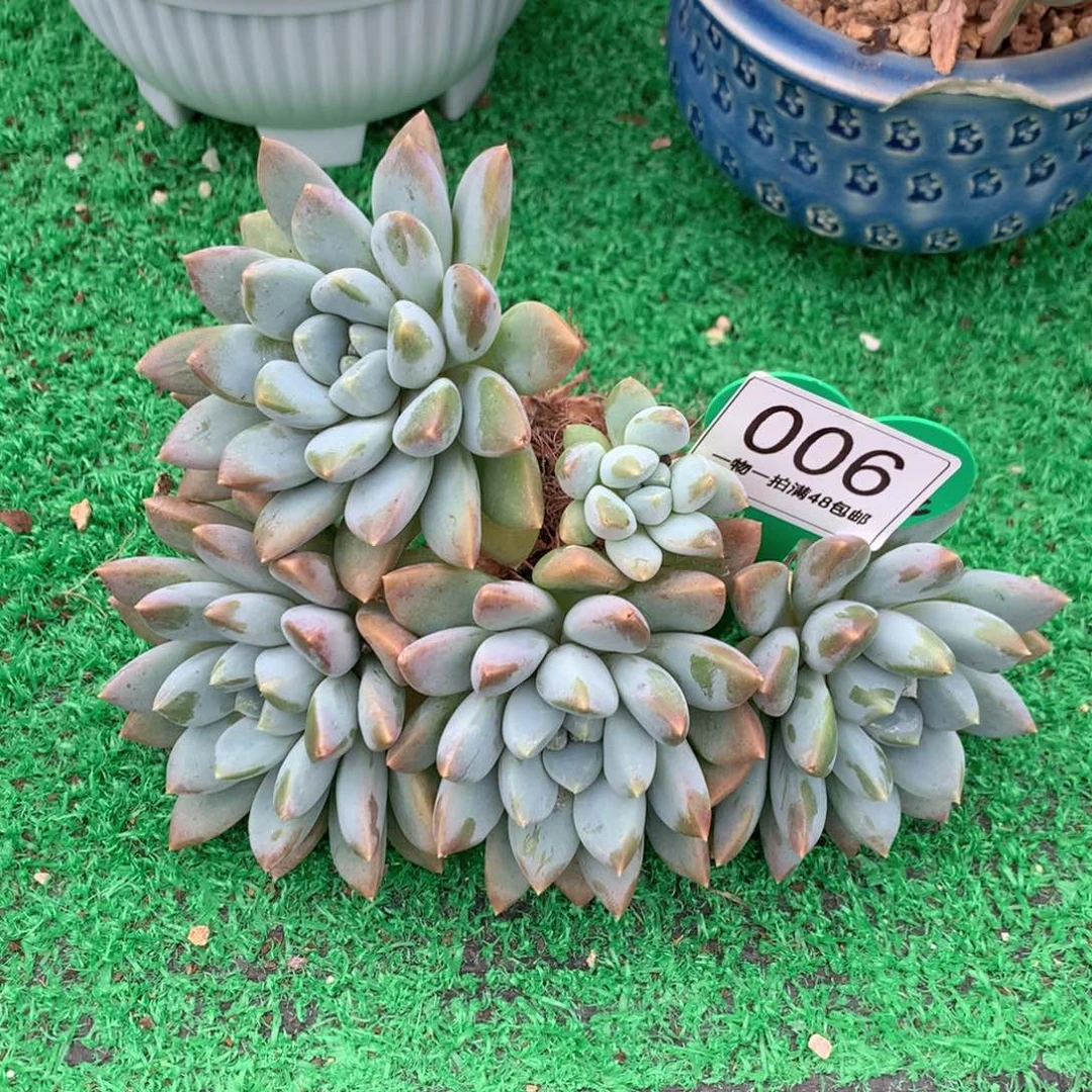 宽叶奶糖老桩平头006