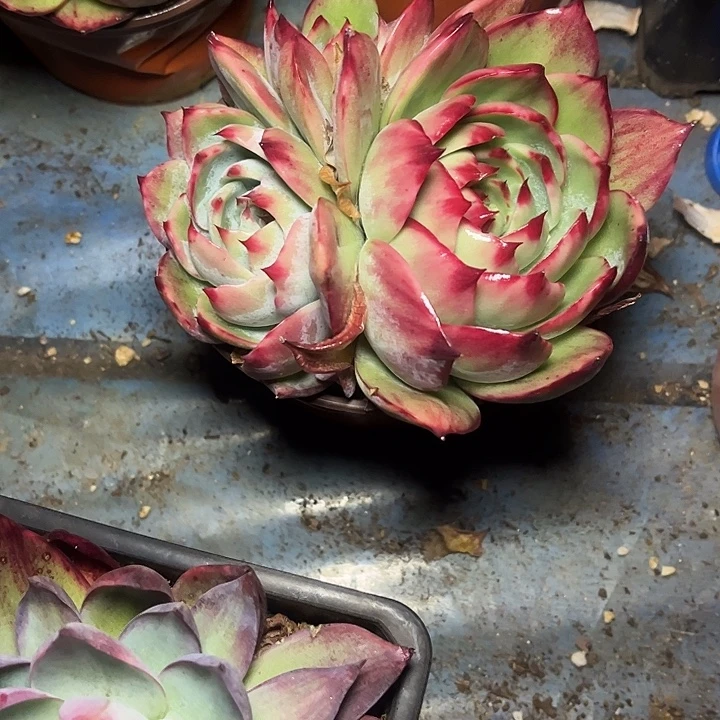 惊鸿仙子多肉植物03