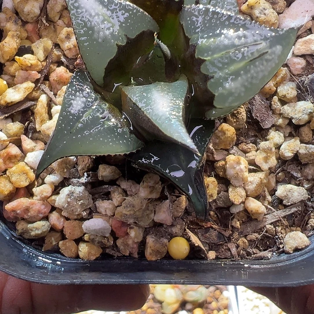 芭提雅白凤一物一拍