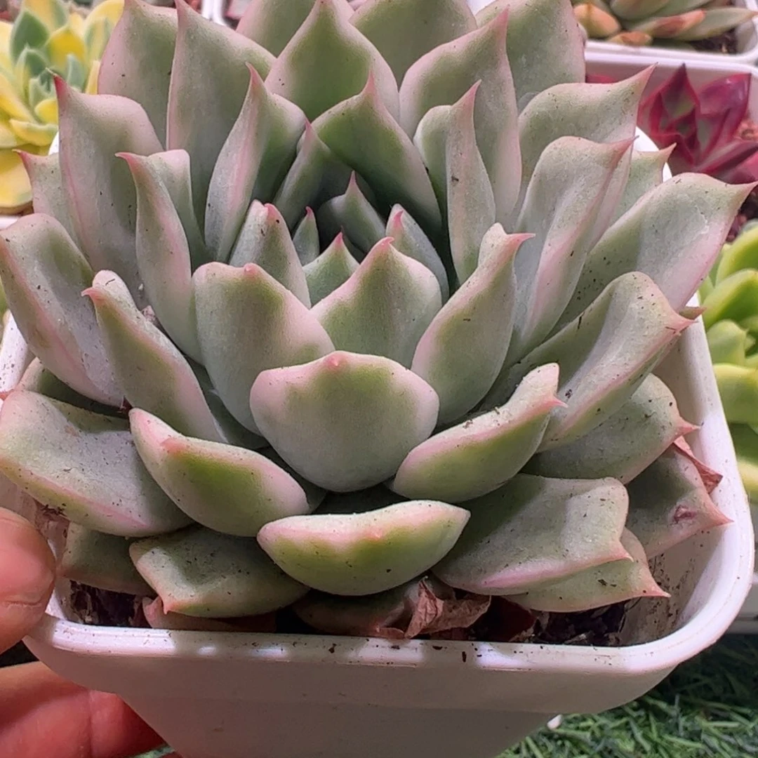 悦**好多肉植物多肉植物