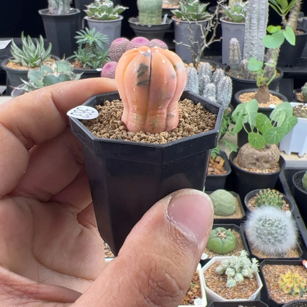 兜锦实生一物一拍带盆发