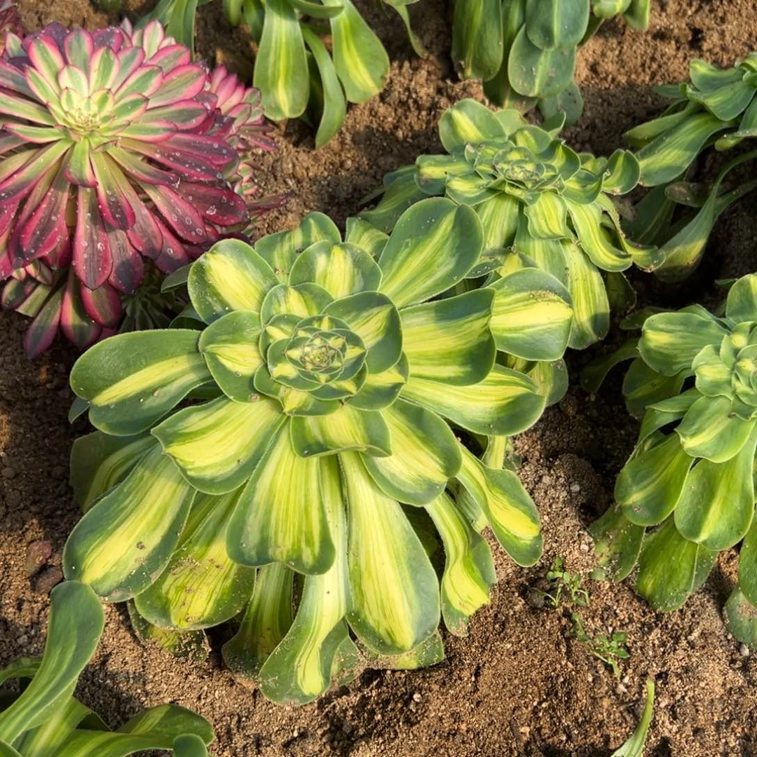 模****司雨荷多肉植物35一颗