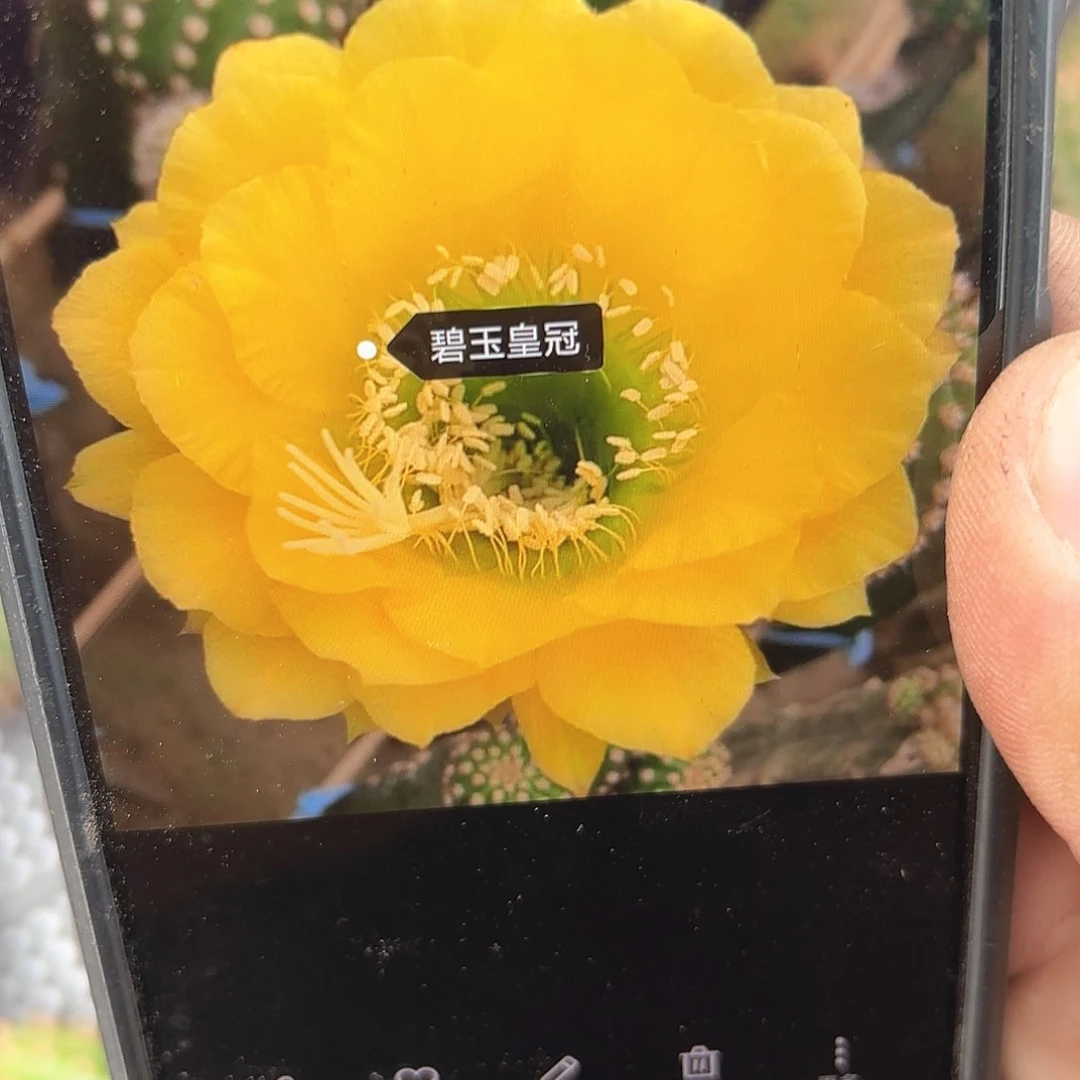 碧玉皇冠毛侧牙混品仙人球瑕痴无售后2