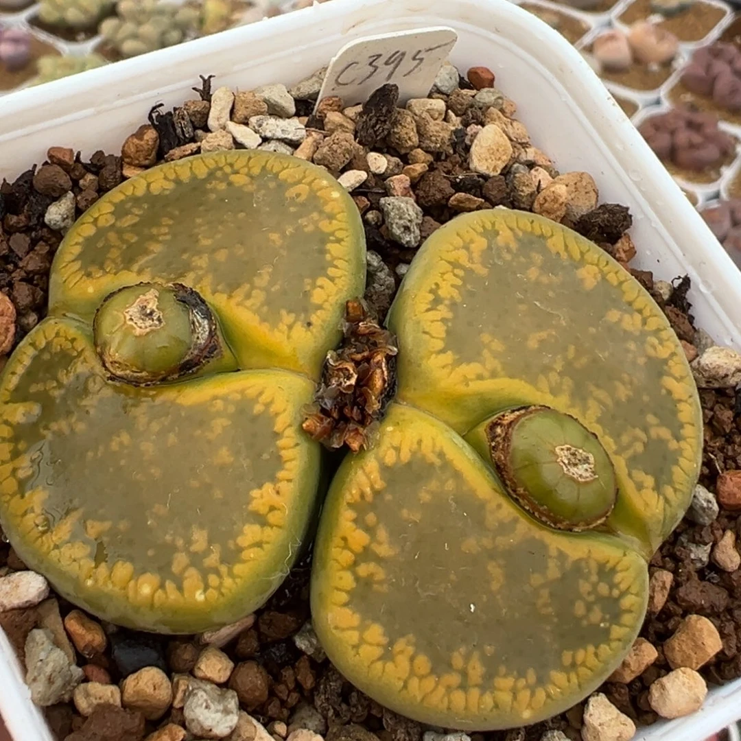 多肉植物百科3厘米单头