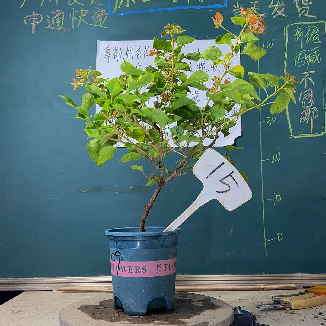 当前无花栽培后可以开花橙九月 造型 15