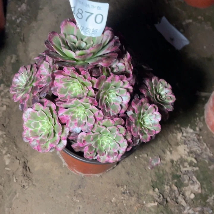 4870霁月反弹多肉的