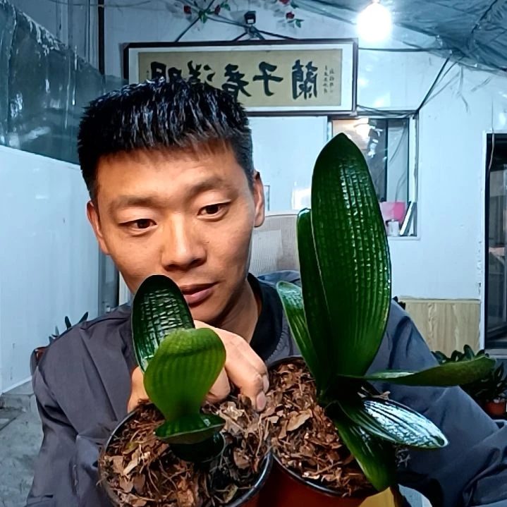 @半杯清茶35元两颗。