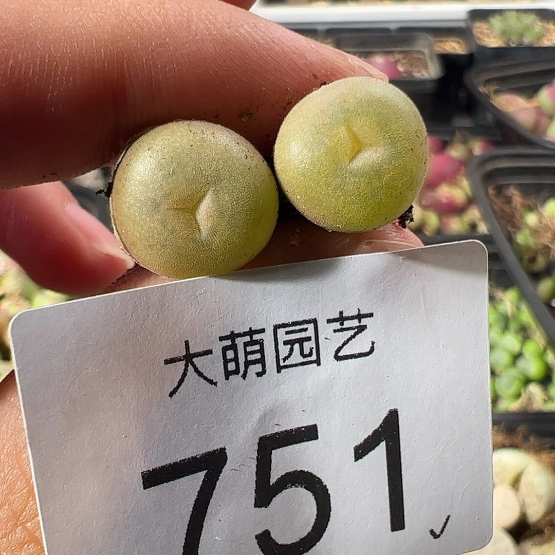 一物一拍。     751