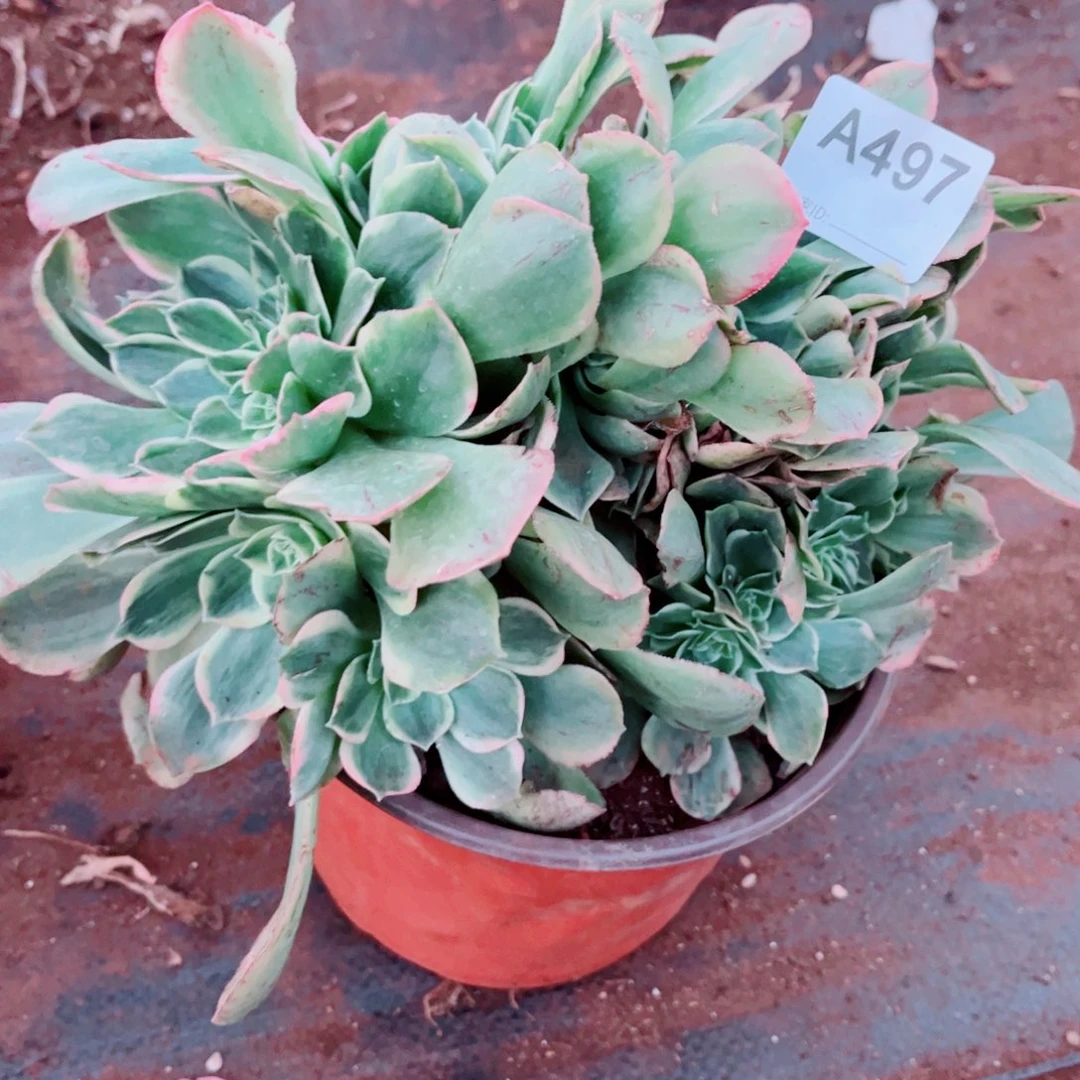 多肉植物487香炉