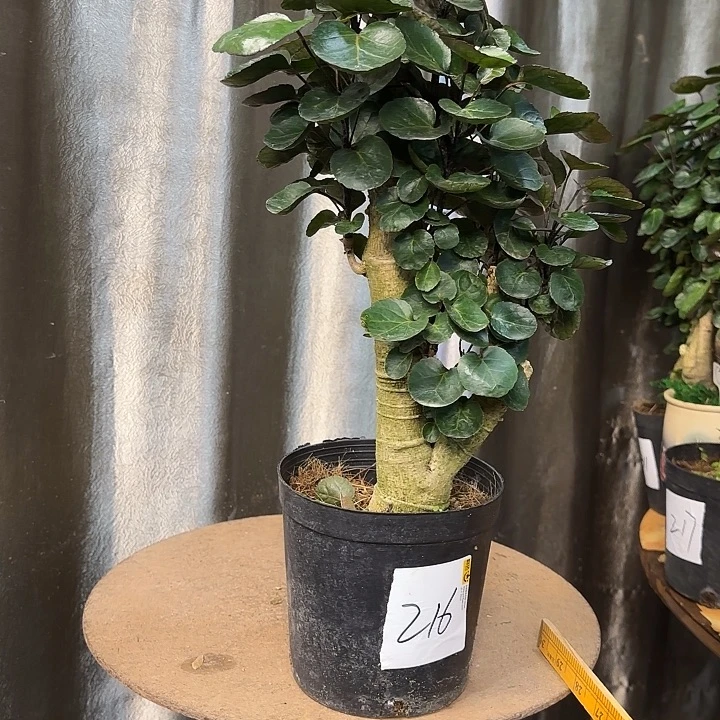 完全开放45899999999