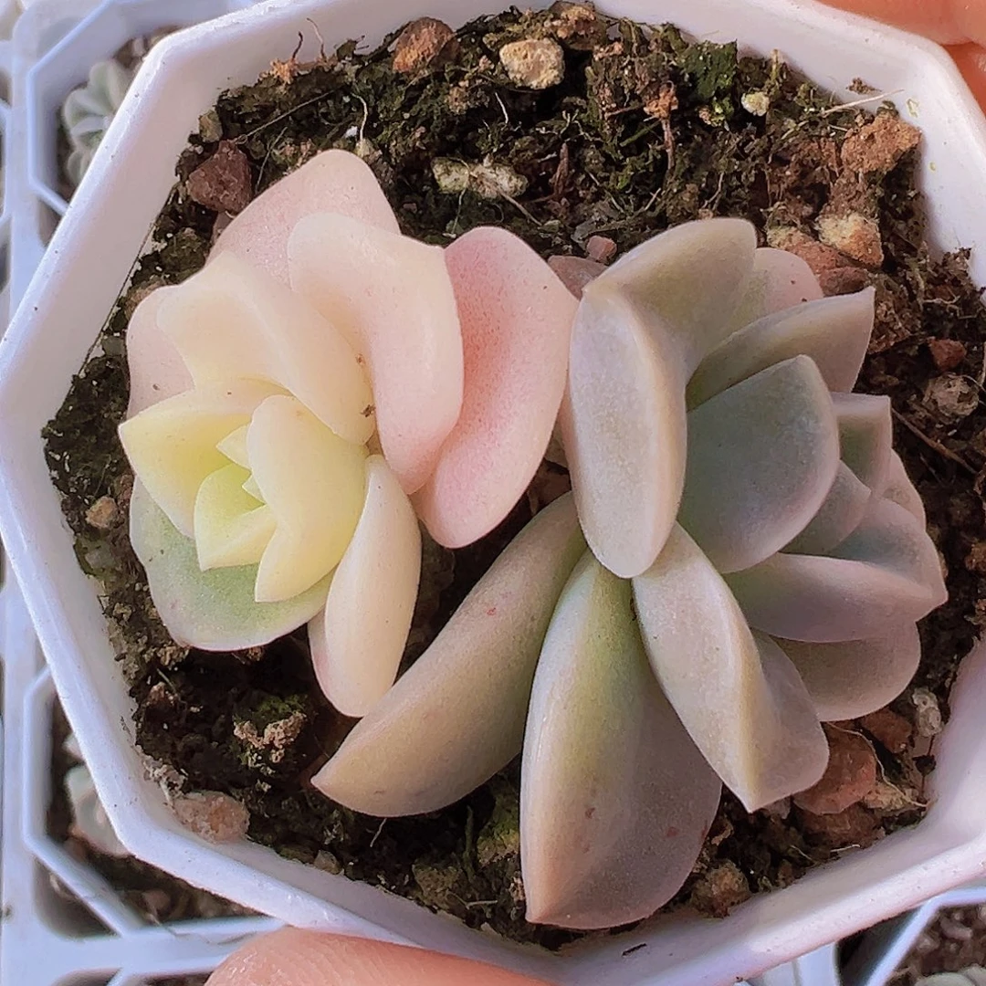 可爱玫瑰锦19包邮多肉