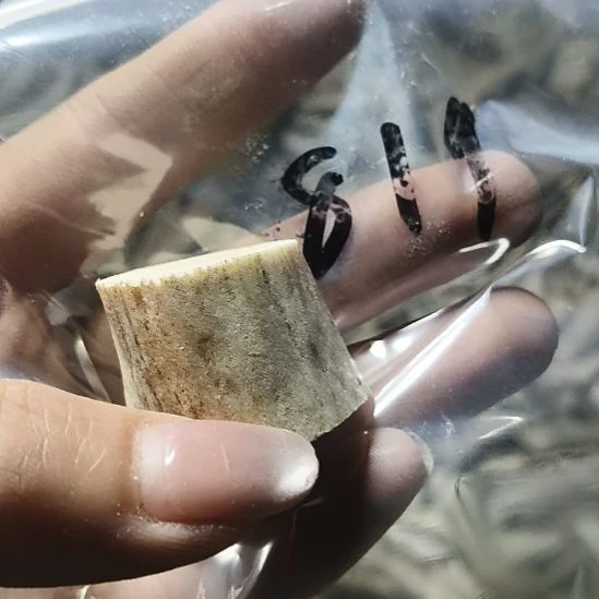 用***6非金属无鹿角鹿角鹿角