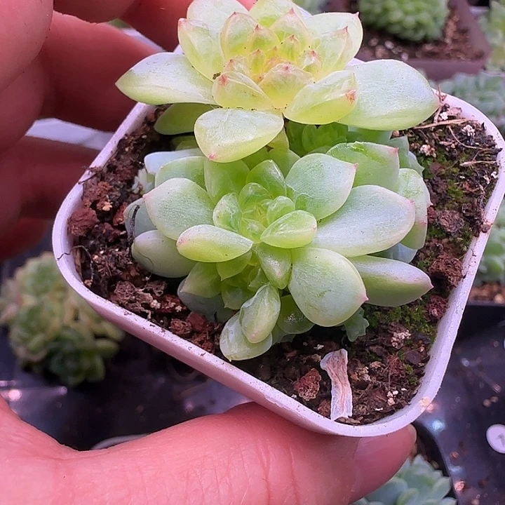 纸鸢甜心8头福利朵朵