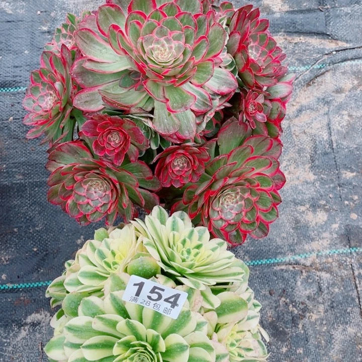 多肉植物组合154