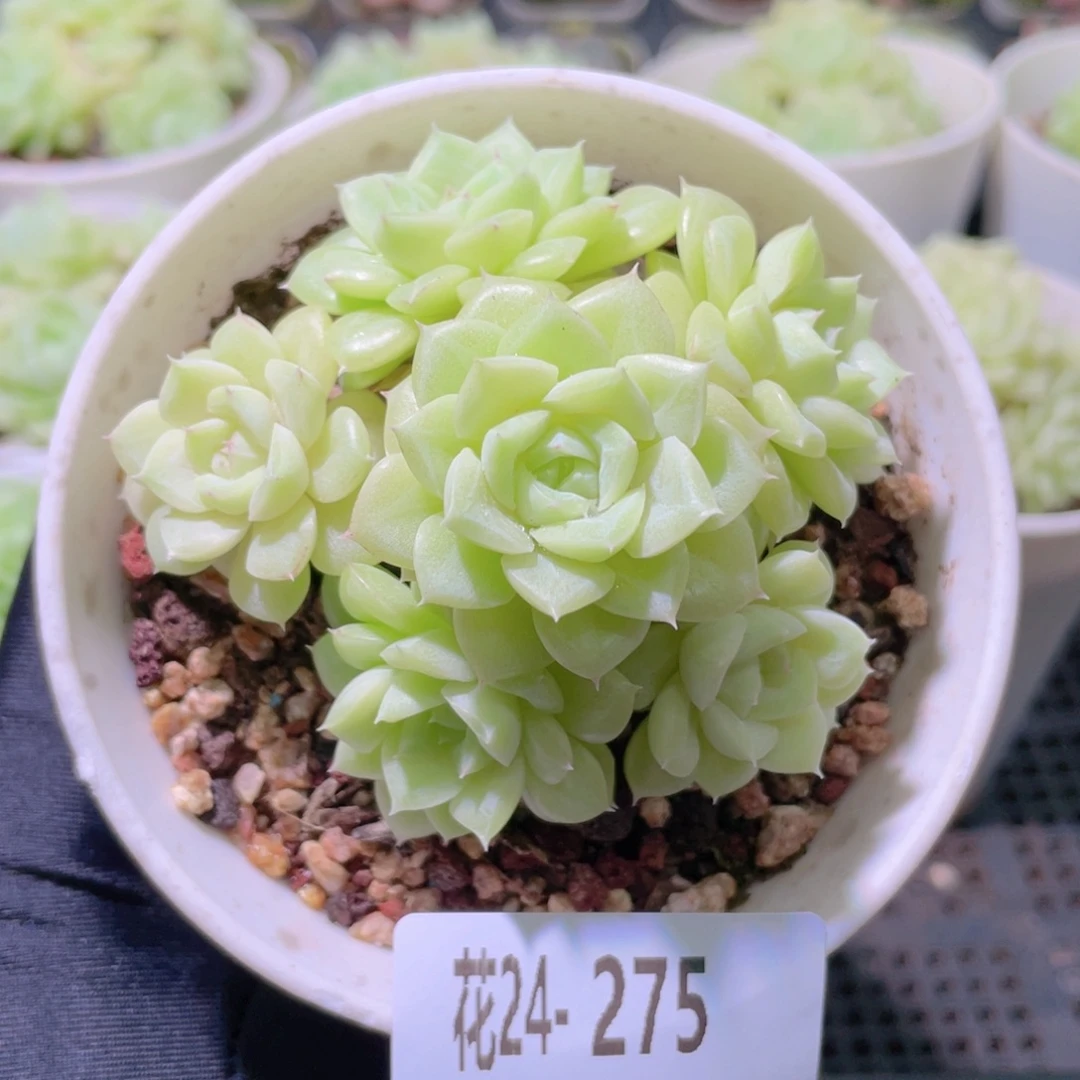 花利美24-275白天鹅
