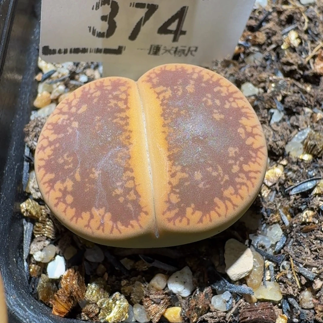 Ssss精品生石花374