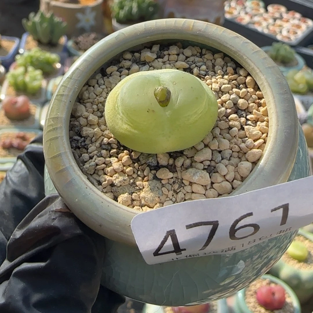 婷****4761--一物一拍不带盆