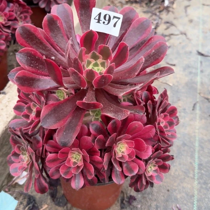 美杜莎法师一颗497