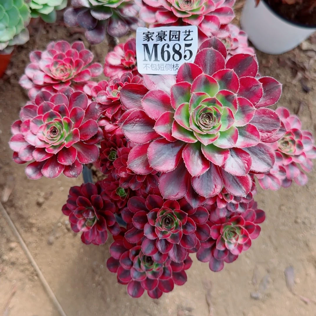 花蝴蝶法师685冠幅28