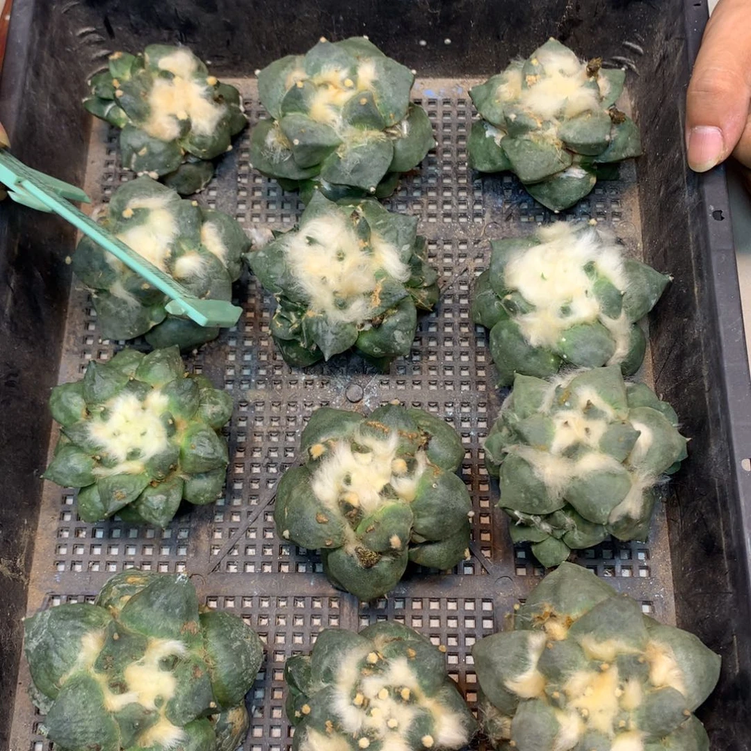 苗接 青瓷怒涛岩牡丹(无根)7公分起发