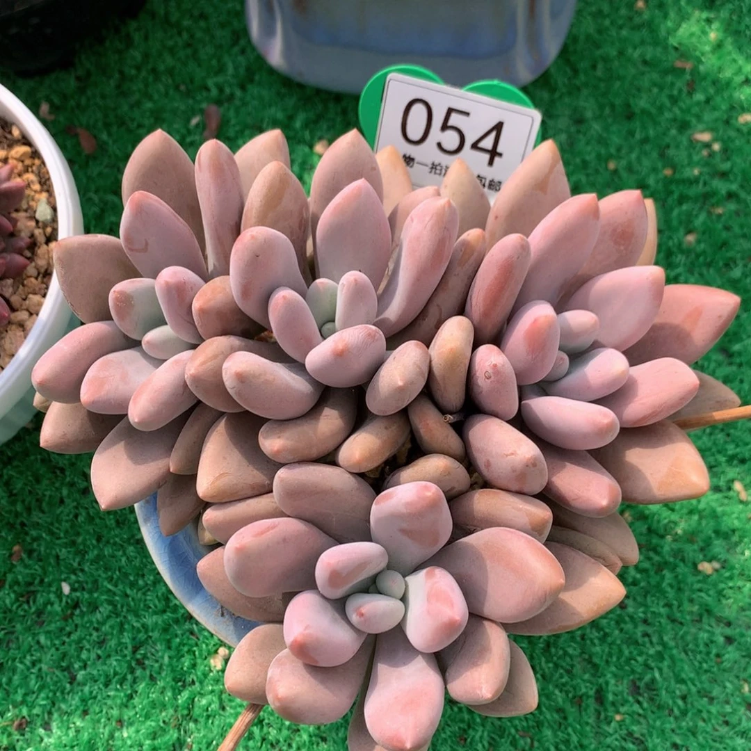 原始虞美人老桩平头054