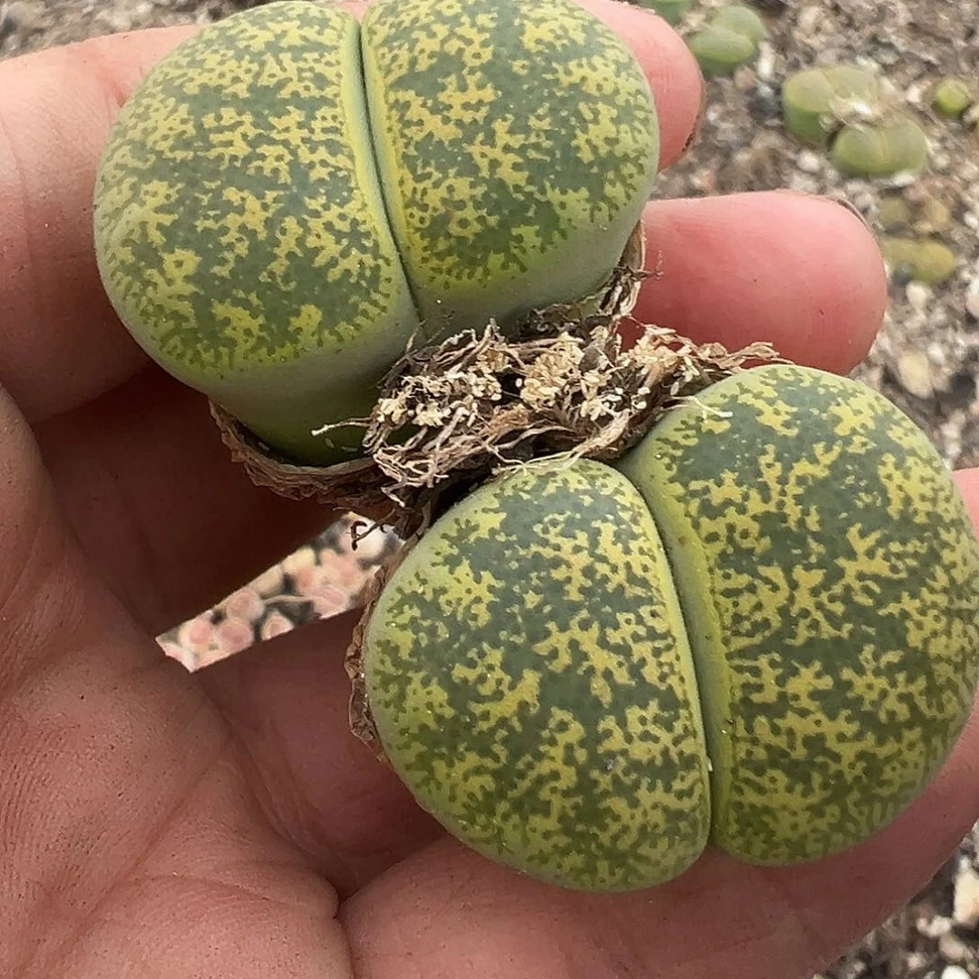 1405超美雪花1111111