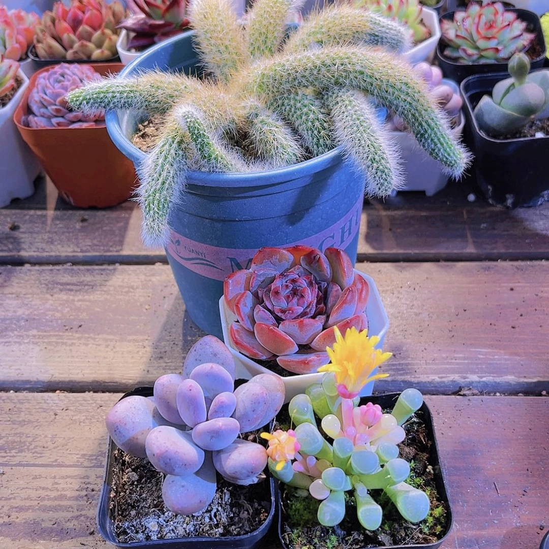 大九尾狐➕桃美人➕五十铃玉锦➕溏心