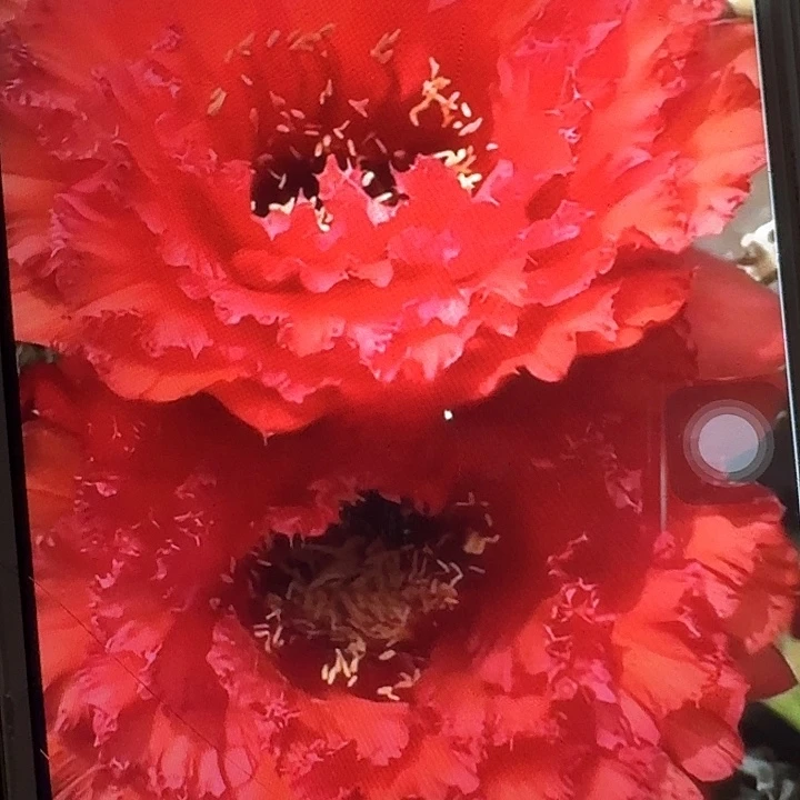 73 号侧芽5公分左右毛花柱（20包邮）