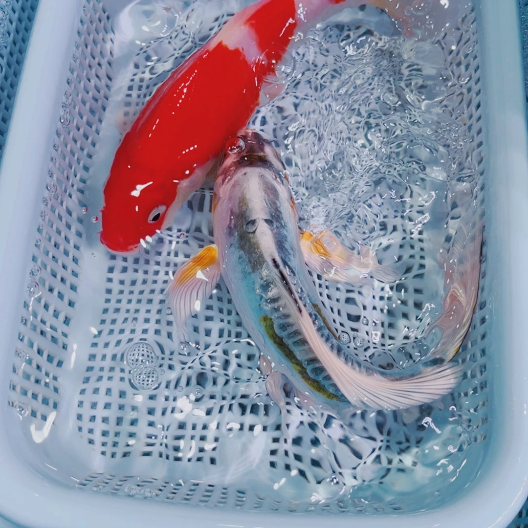 锦鲤锦鲤冷水鱼观赏116