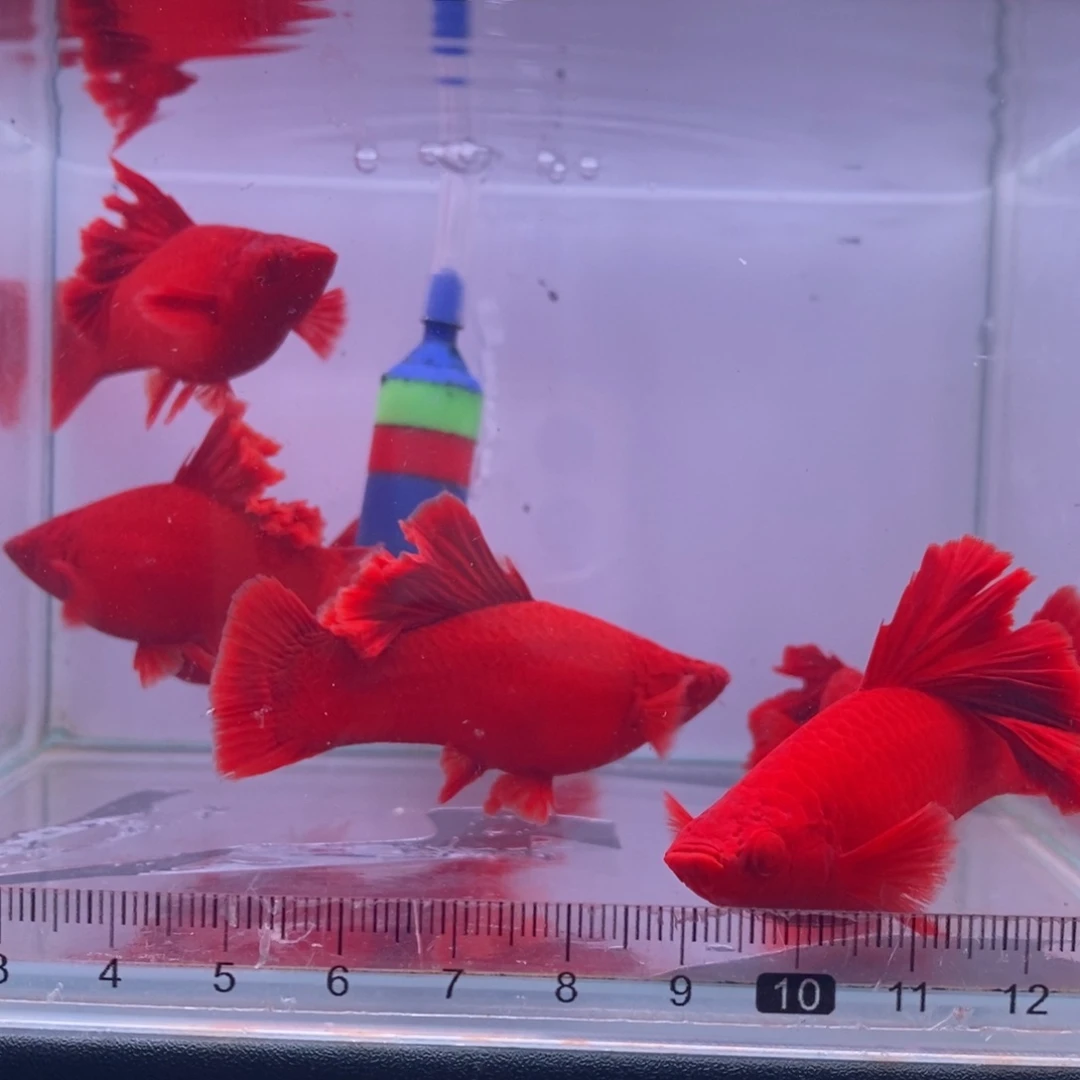 红剑鱼高鳍红剑成鱼2刀4母