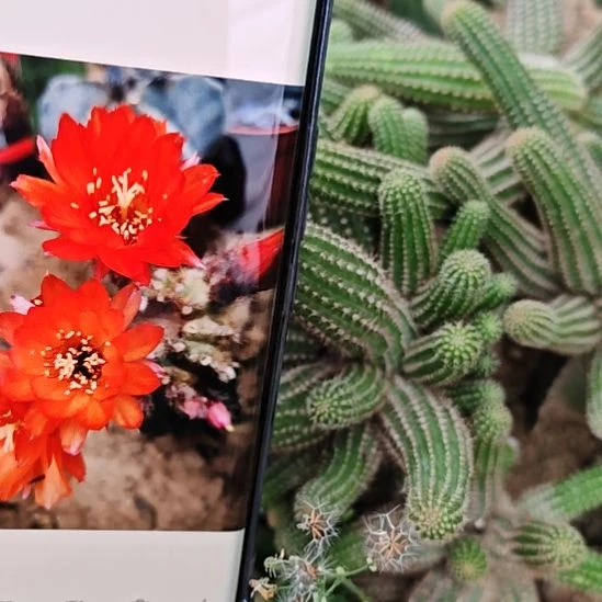 白檀不包损摇弋者群头随机发