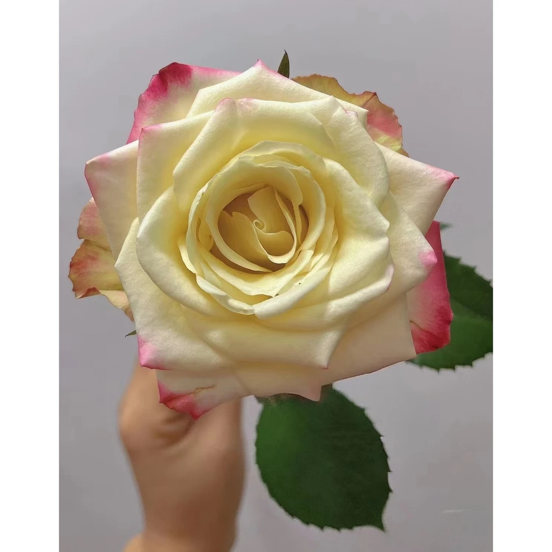 37方德小头艾莉森10支+梦幻芭比3支+绿色康10支+白色紫罗兰一把