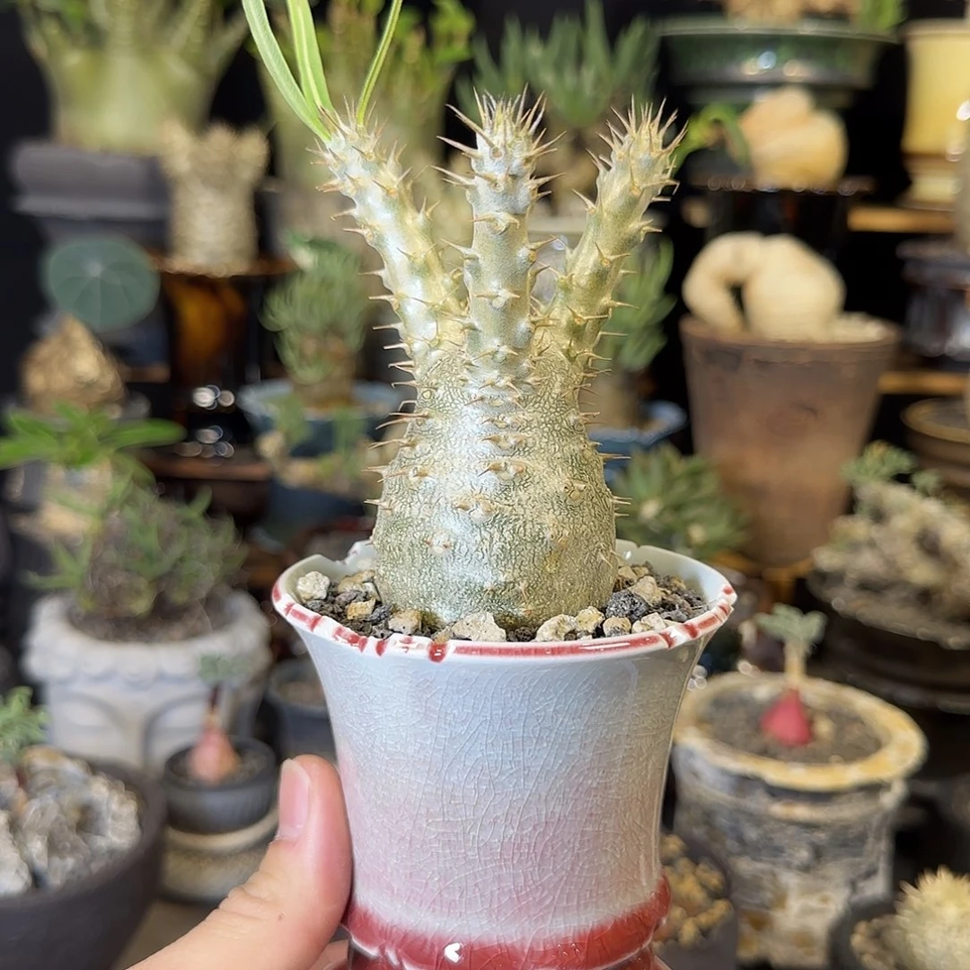 一物一拍象牙宫16