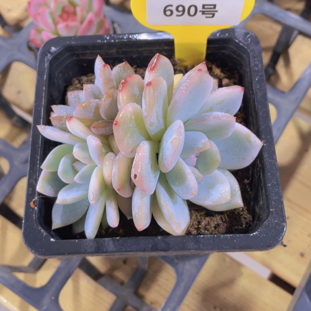 690号 多头梦露锦一个