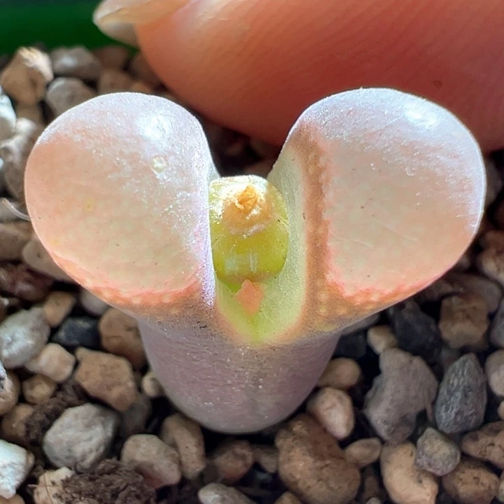 621。 青蛙种源优选三年母本鲑鱼粉。