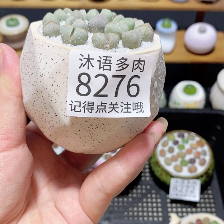 带盆土植物 精美盆栽8276