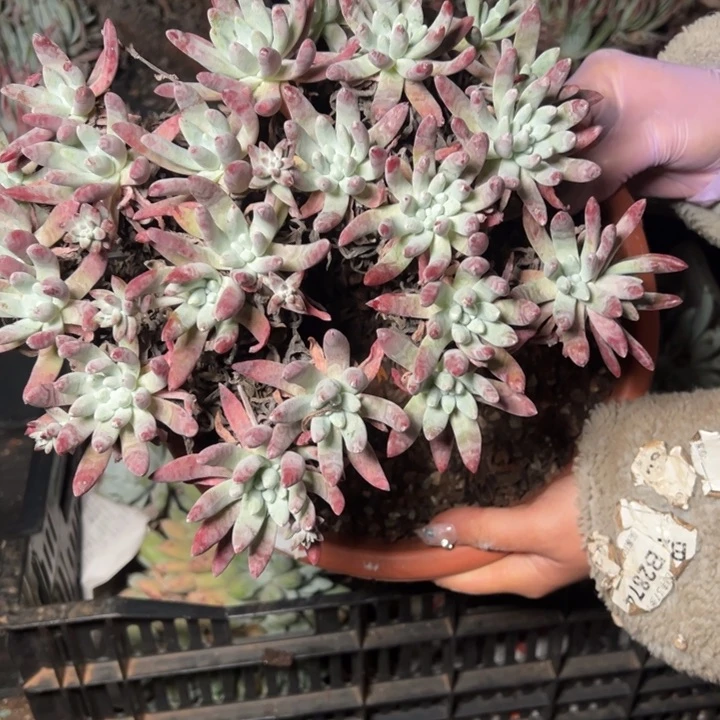 297哈哈哈哈哈哈哈