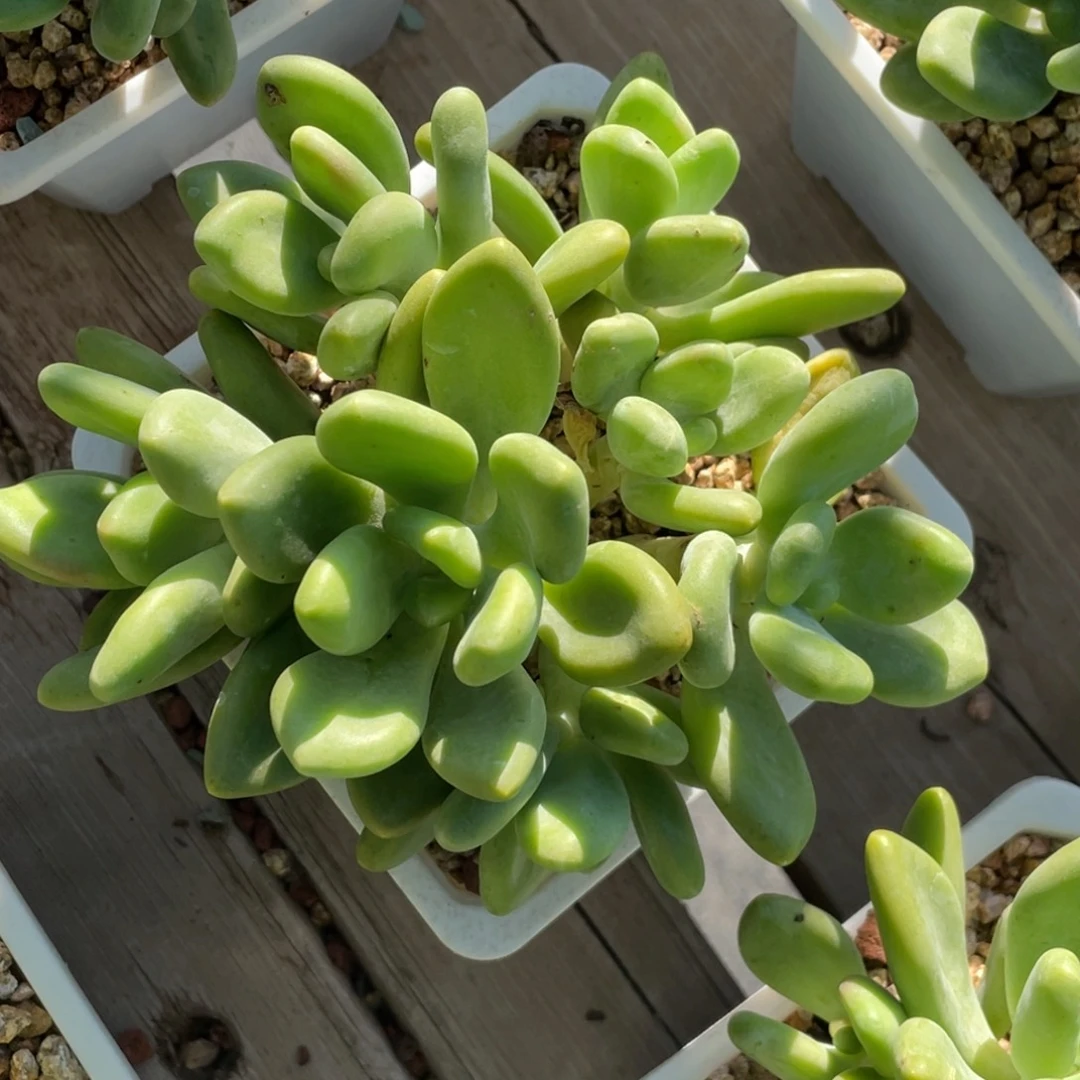 芒果奶酪群生无砍无摘