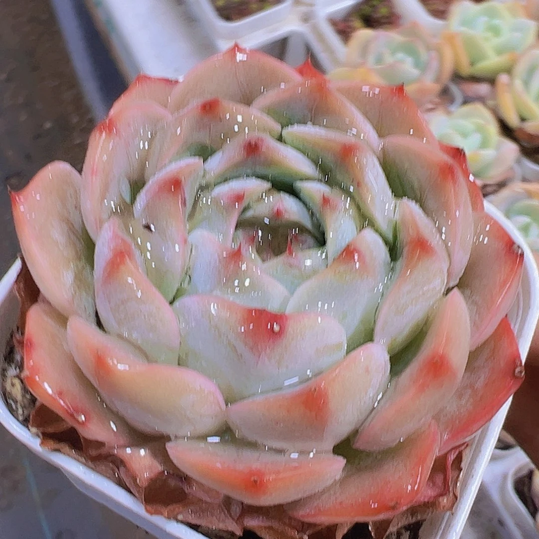 橙包子19包邮多肉植物