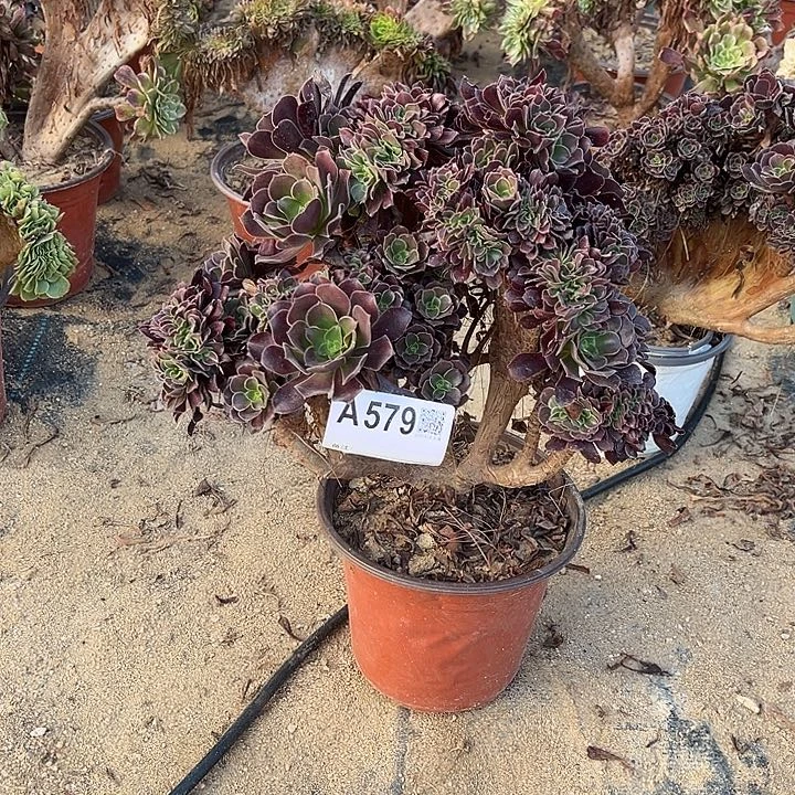 579欧紫一颗呀呀呀呀