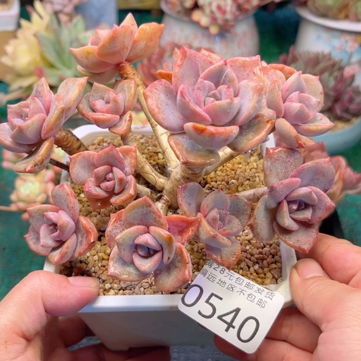 大0540；hxvxbchhbnb