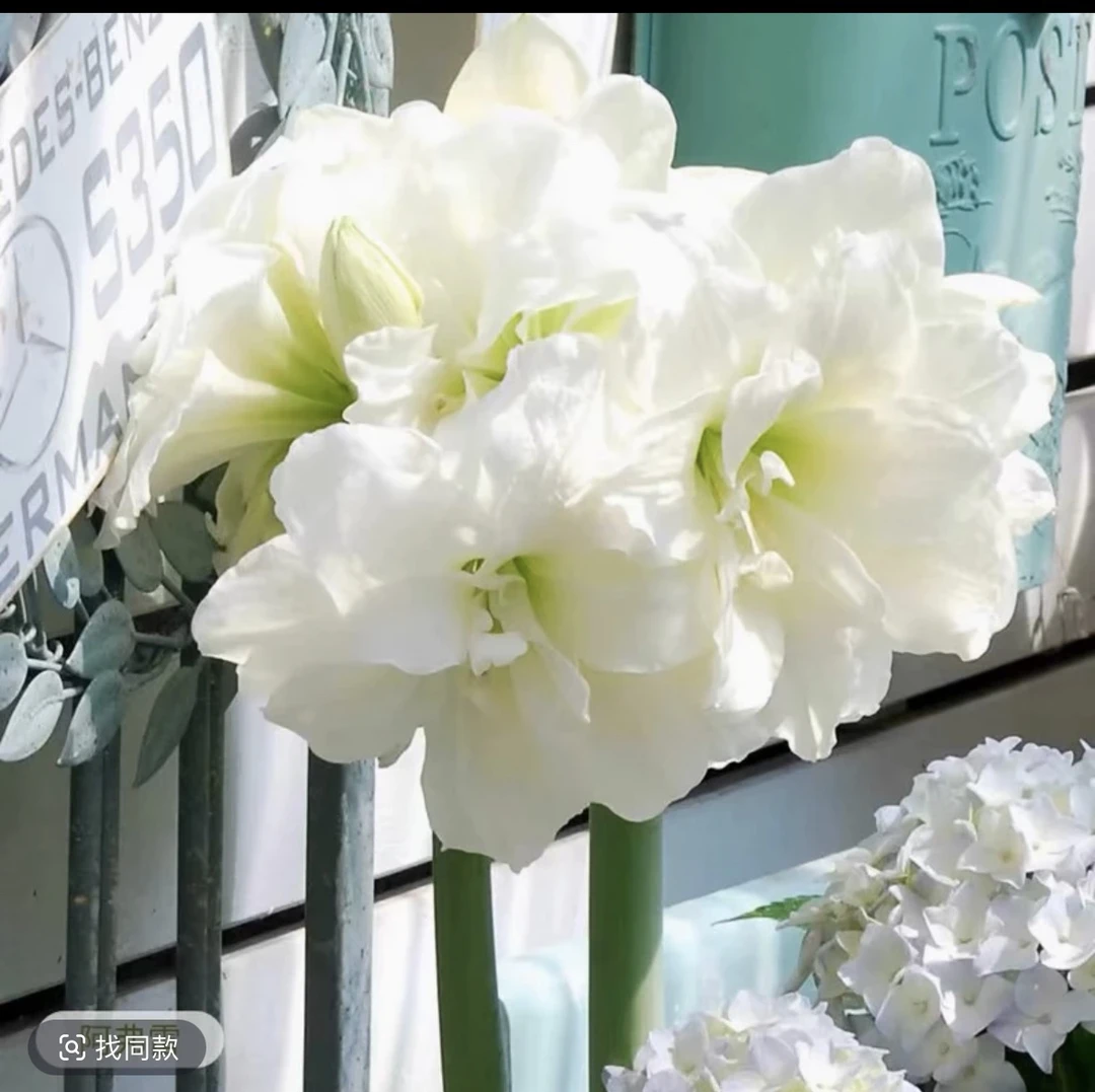 【阿弗雷】国产优选自然球重瓣朱顶红种球多年生好种