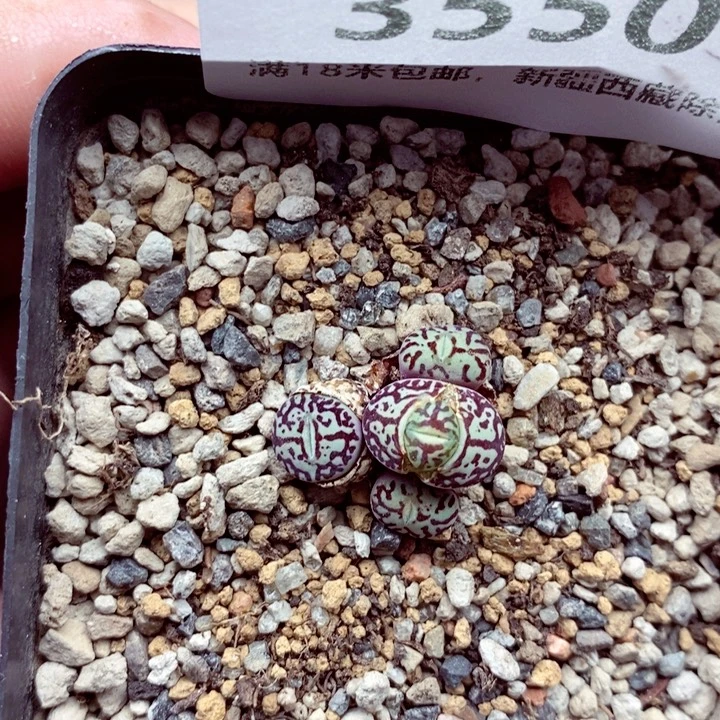 3550。