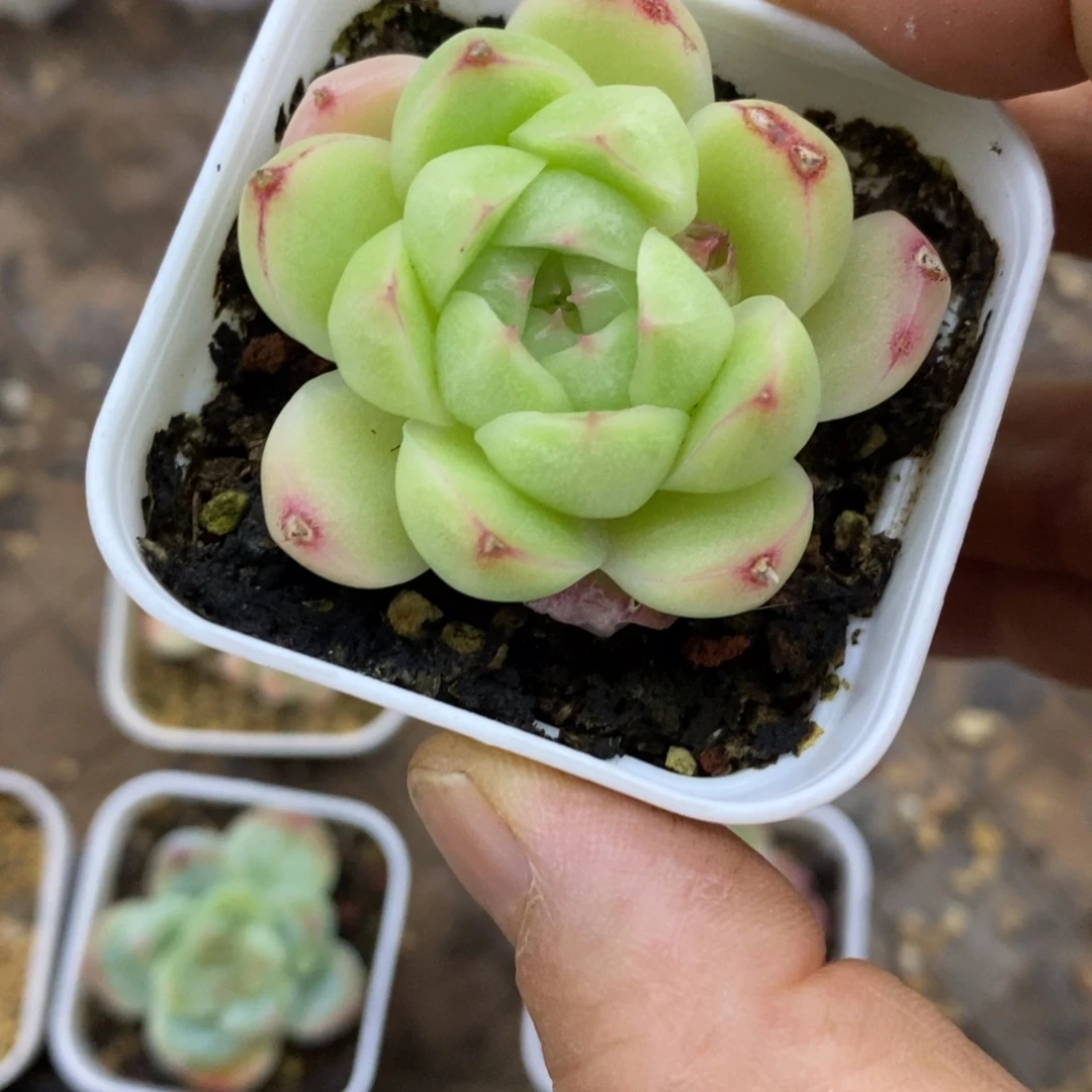 精品多肉一物一拍不包整224