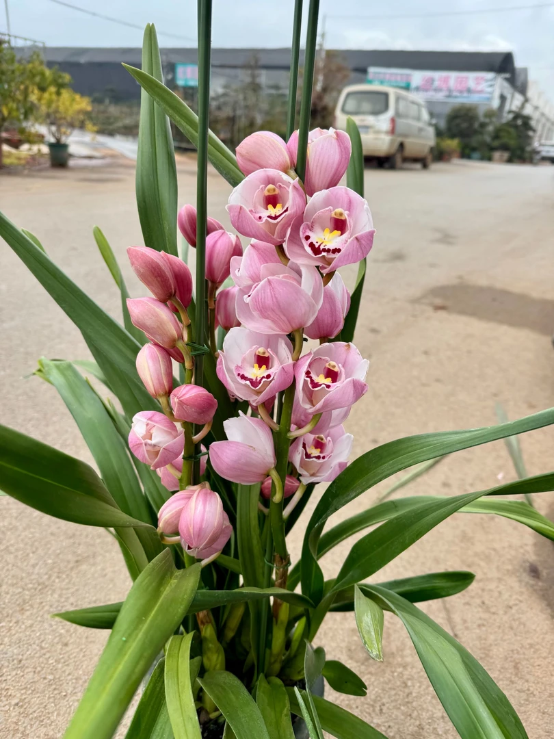 中玉3支 高端大花蕙兰室内办公室粉色年宵花