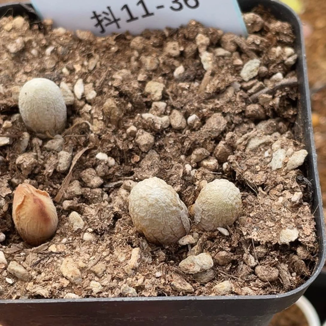 岚*11-36肉锥多肉植物